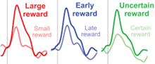 A dorsal raphe neuron integrating reward amount, delay, and uncertainty into value!